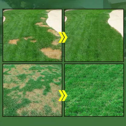 بذور العشب الأخضر عالي الجودة +